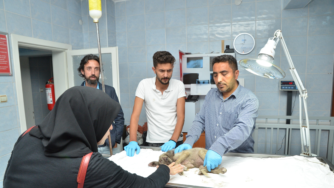 Yolda bulduğu yaralı köpeği kurtarmak için 80 kilometre gitti